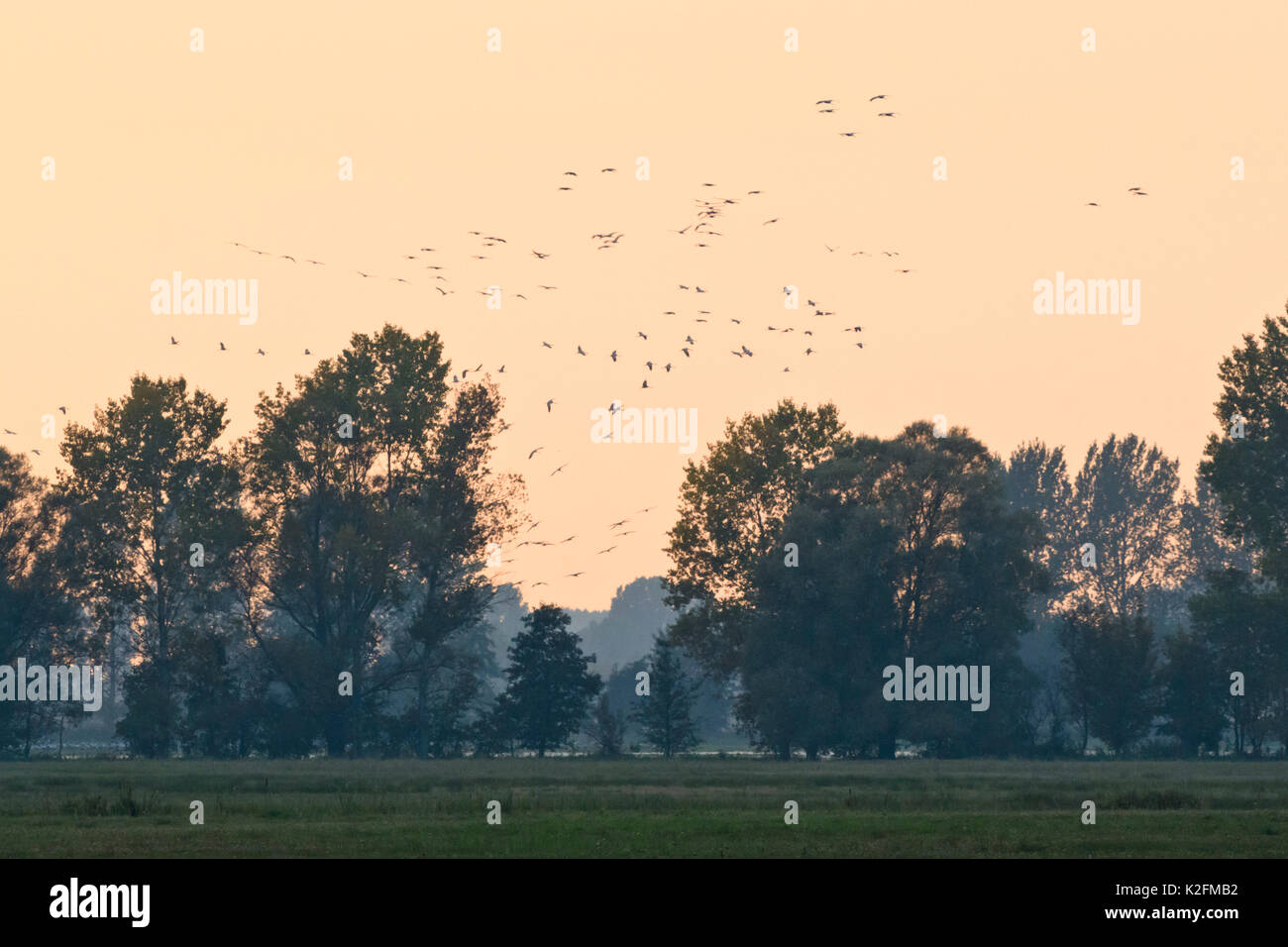 Grues cendrées (Grus grus) près de linum, Allemagne Banque D'Images