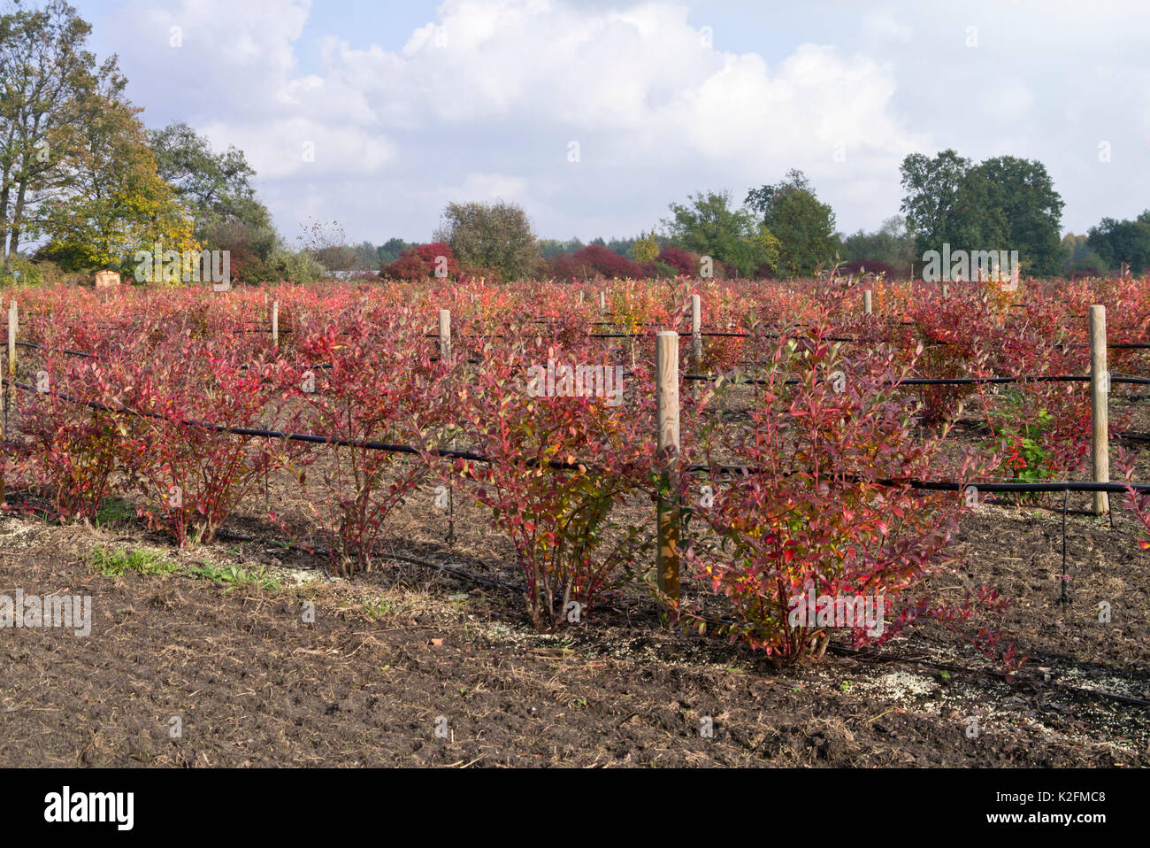 (Vaccinium corymbosum 'ka') Banque D'Images