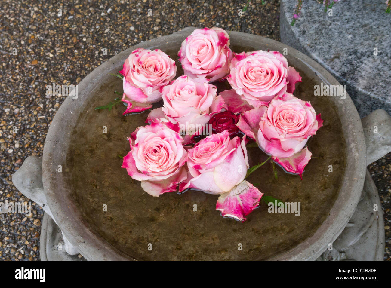 Rose fleurs dans un bol d'eau Banque D'Images