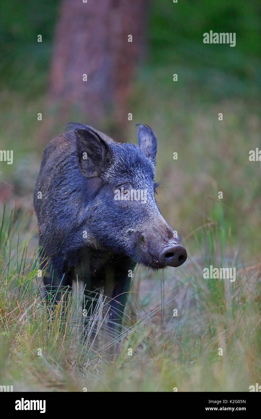 Le Sanglier dans la forêt de dea Banque D'Images