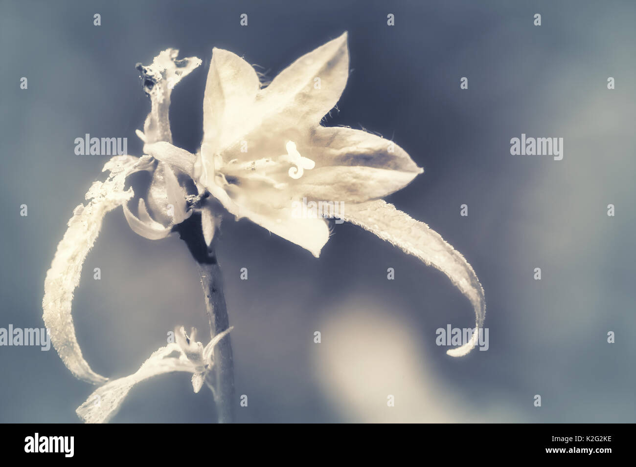 Photo d'un monochrome artistique wildflower. Soft focus, des couleurs pastel, des tons chauds. Banque D'Images