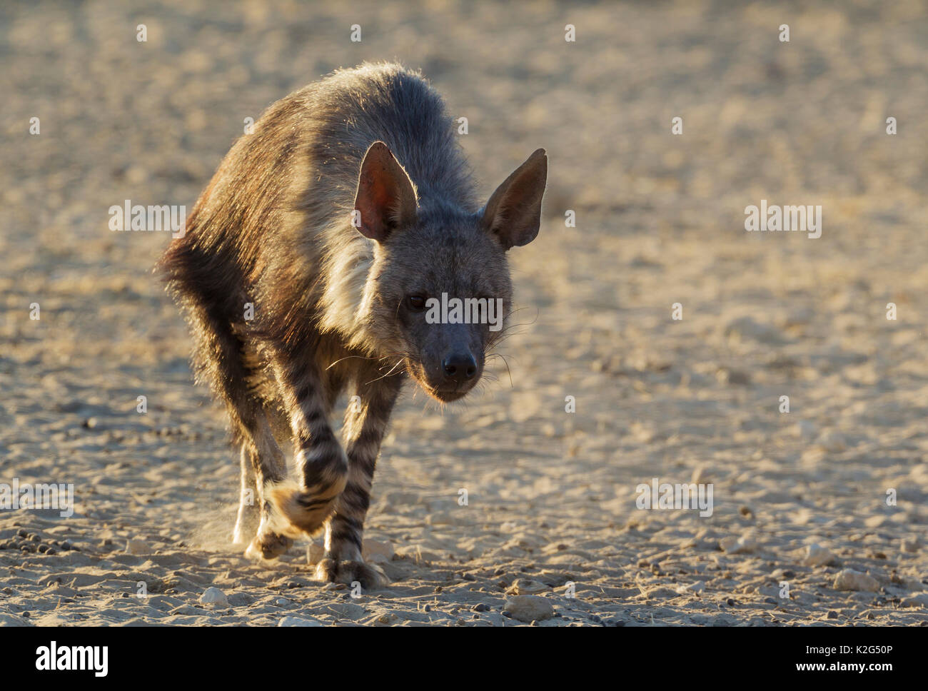 Hyène brune (Hyaena brunnea). Marcher vers un point d'eau tôt le matin. Désert du Kalahari, Kgalagadi Transfrontier Park, Afrique du Sud. Banque D'Images
