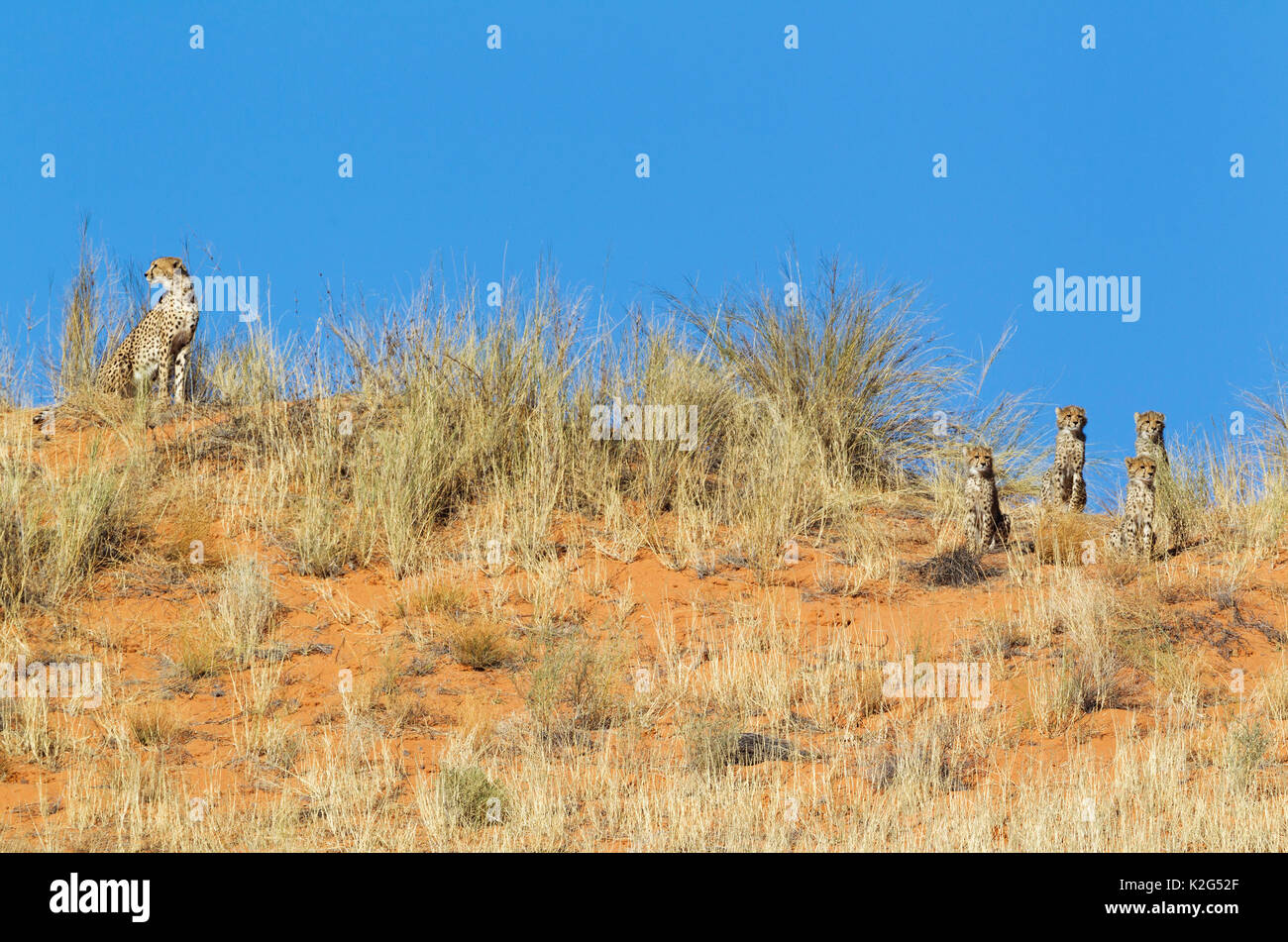 Le Guépard (Acinonyx jubatus). Femelle avec quatre oursons sur une dune de sable d'herbe, l'observation de leur environnement. Désert du Kalahari, Kgalagadi Transfrontier Park, Afrique du Sud. Banque D'Images Le Guépard (Acinonyx jubatus). Femelle avec quatre oursons sur une dune de sable d'herbe, l'observation de leur environnement. Désert du Kalahari, Kgalagadi Transfrontier Park, Afrique du Sud. Banque D'Images