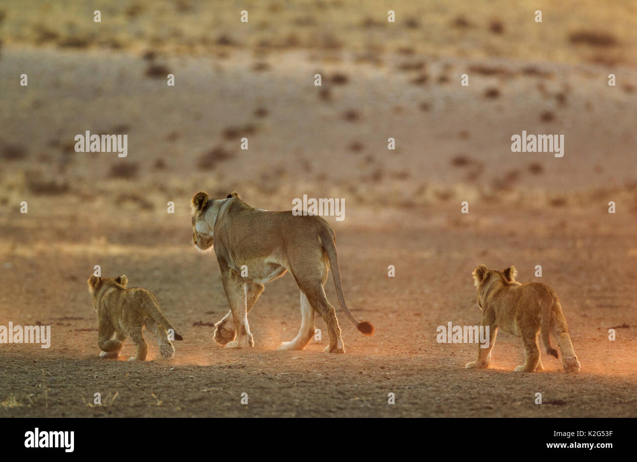 Lion (Panthera leo). Femelle avec deux oursons, l'itinérance dans la lumière du petit matin. Désert du Kalahari, Kgalagadi Transfrontier Park, Afrique du Sud.. Désert du Kalahari, Kgalagadi Transfrontier Park, Afrique du Sud. Banque D'Images Lion (Panthera leo). Femelle avec deux oursons, l'itinérance dans la lumière du petit matin. Désert du Kalahari, Kgalagadi Transfrontier Park, Afrique du Sud.. Désert du Kalahari, Kgalagadi Transfrontier Park, Afrique du Sud. Banque D'Images