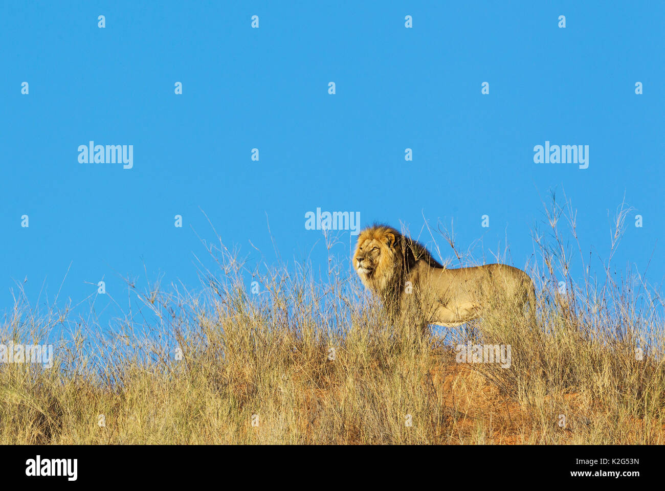 Lion (Panthera leo). Kalahari à crinière noire mâle sur une dune de sable d'herbe. Désert du Kalahari, Kgalagadi Transfrontier Park, Afrique du Sud.. Désert du Kalahari, Kgalagadi Transfrontier Park, Afrique du Sud. Banque D'Images