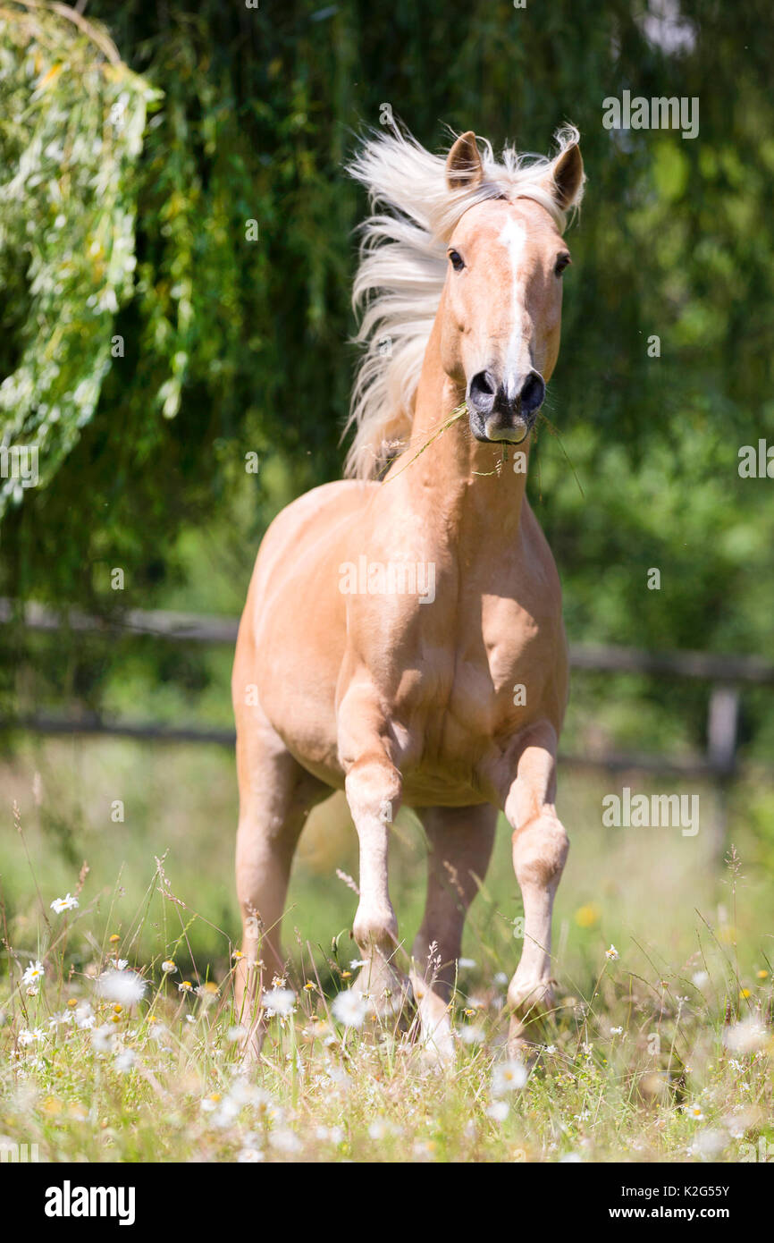 Photo cheval palomino cheap