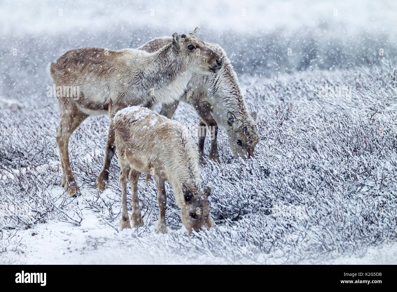 Le renne (Rangifer tarandus), femme , deux vaches et veau de l'année précédente, l'alimentation à Snowdrift Banque D'Images