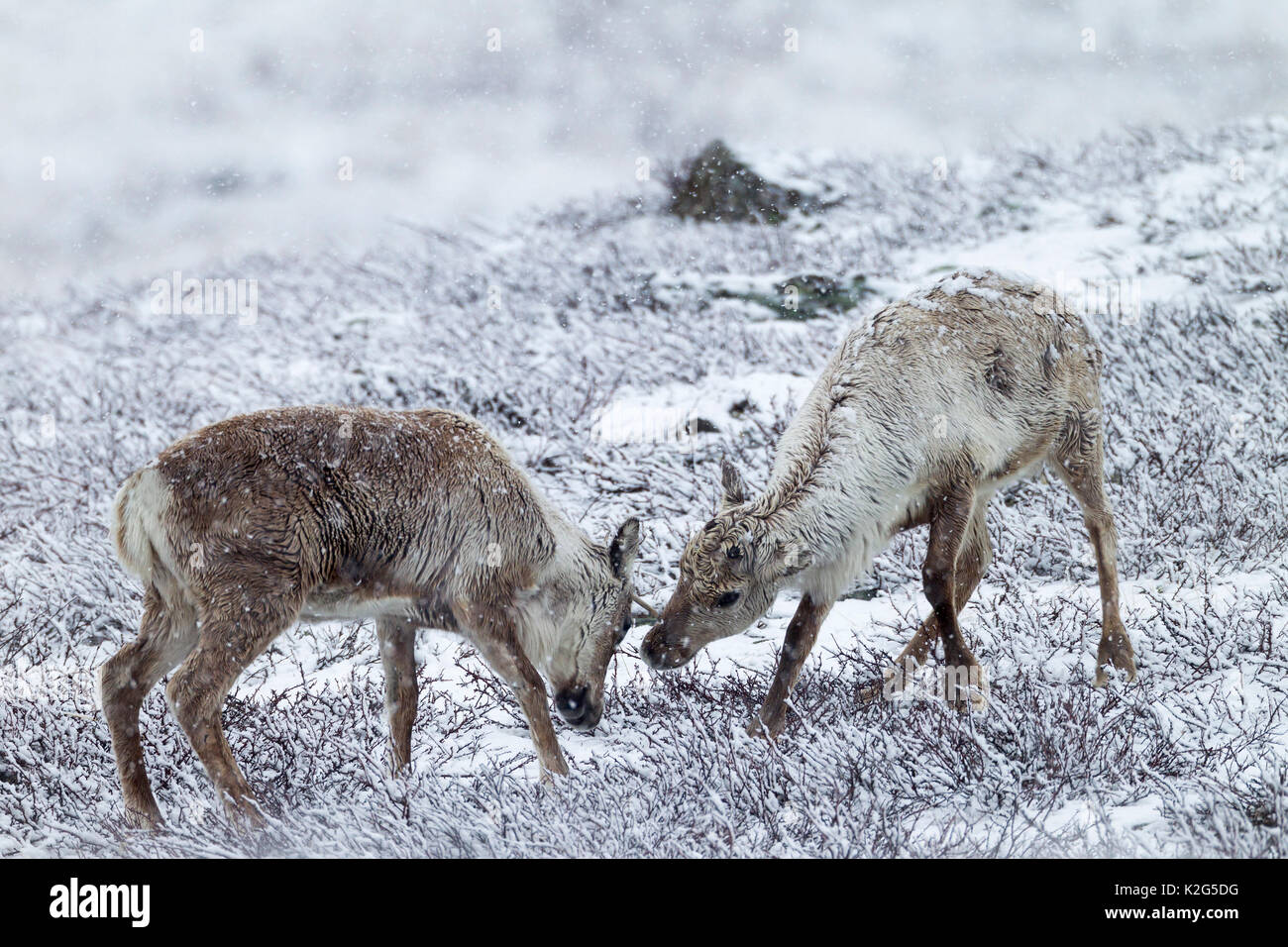 Le renne (Rangifer tarandus), deux veaux combats playfull à Snowdrift Banque D'Images