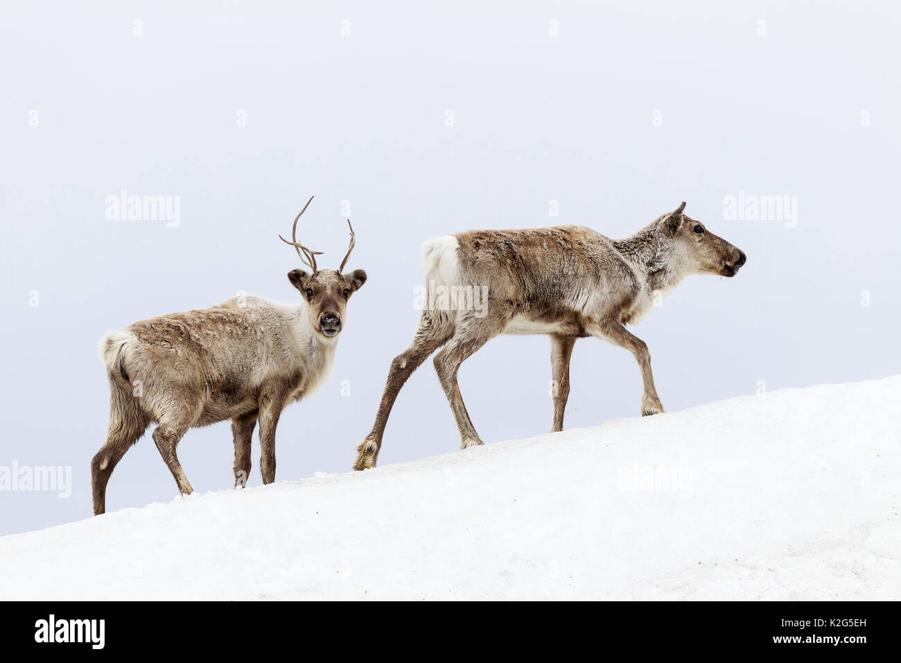 Le renne (Rangifer tarandus), deux femelles à Snowdrift Banque D'Images