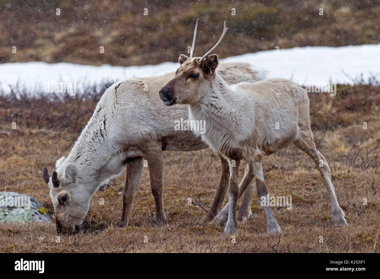 Le renne (Rangifer tarandus), femme , vache et veau de l'année précédente à Snowdrift Banque D'Images