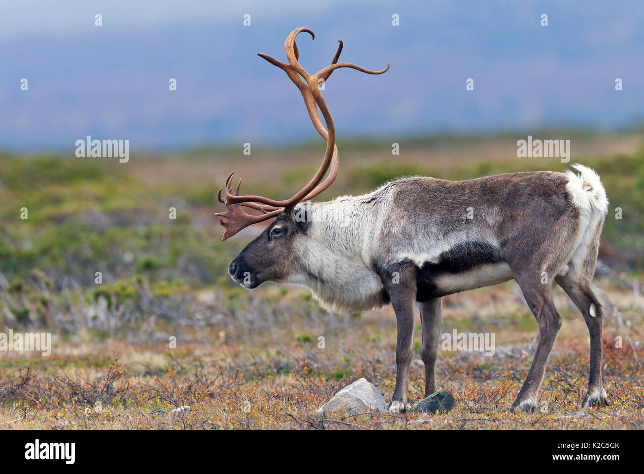 Le renne (Rangifer tarandus), homme de la toundra. La Suède Banque D'Images