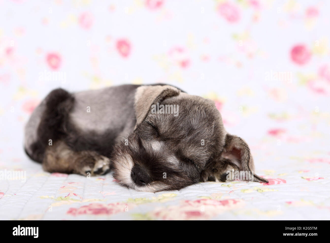 Schnauzer nain. Chiot dormir sur une couverture avec impression de fleurs. Allemagne Banque D'Images