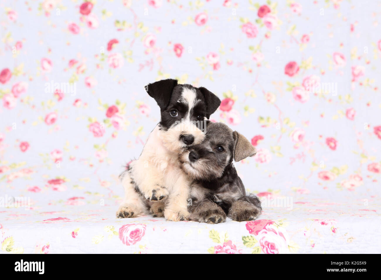 Parti-Schnauzer nain de couleur noir et argent und Schnauzer nain. Deux chiots assis à côté de l'autre, vu dans un contexte avec des fleurs imprimées. Allemagne Banque D'Images