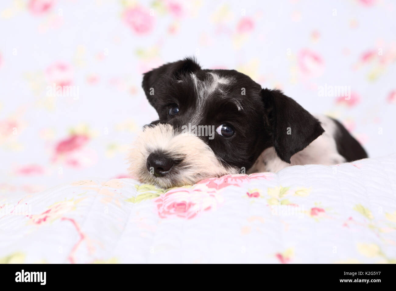 Parti Schnauzer Nain De Couleur Chiot Couche Sur Une Couverture Avec Impression De Fleurs Allemagne Photo Stock Alamy