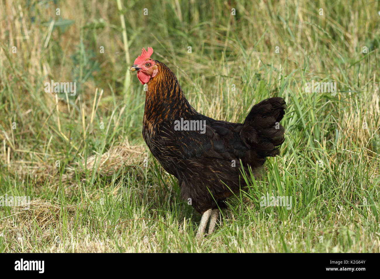 Poulet domestique. Poule debout dans l'herbe. Allemagne Banque D'Images Poulet domestique. Poule debout dans l'herbe. Allemagne Banque D'Images