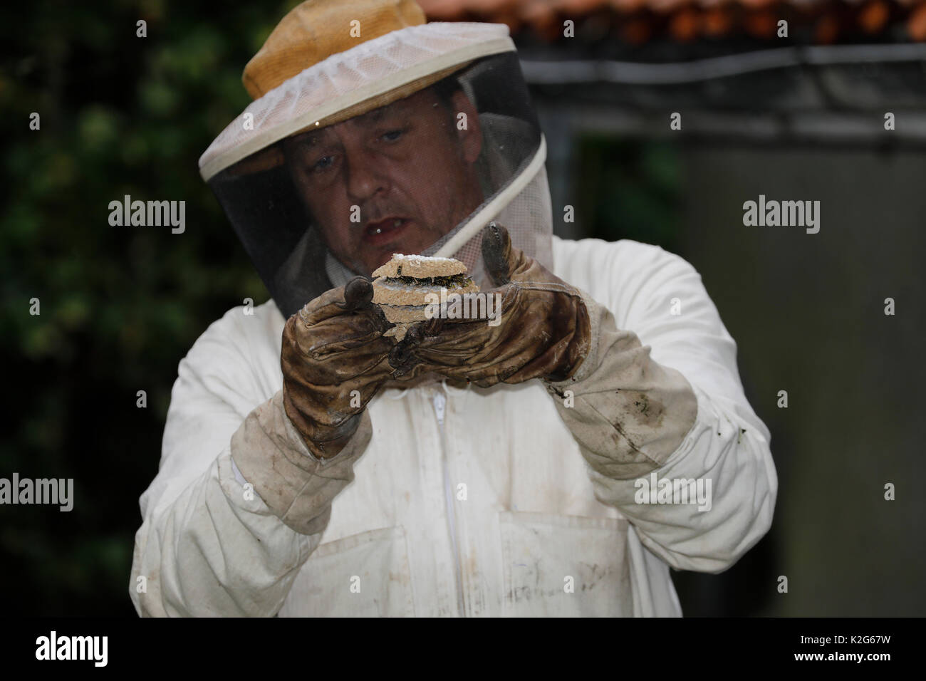 Guêpe commune ((Vespa vulgaris, Paravespula vulgaris) petit nid d'environ 200 personnes, et grand nid d'environ 2500 personnes d'être transporté par Wespenmann Michael Neumann, à une nouvelle maison, où ils pouvaient vivre jusqu'à leur fin. translocation est indispensable en raison de la nouvelle toiture du garage Banque D'Images