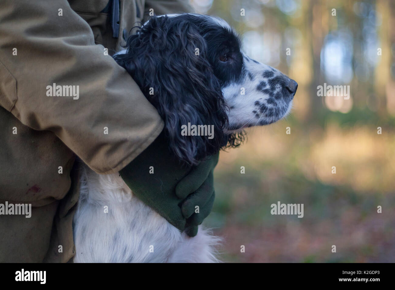 Spaniel gundog tenu par son propriétaire, lors d'une tournage sur tournage estate, le sud de l'Angleterre, Royaume-Uni, janvier. Banque D'Images