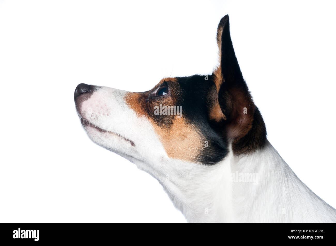 Danois / chien de ferme suédoise, en Finlande. Banque D'Images