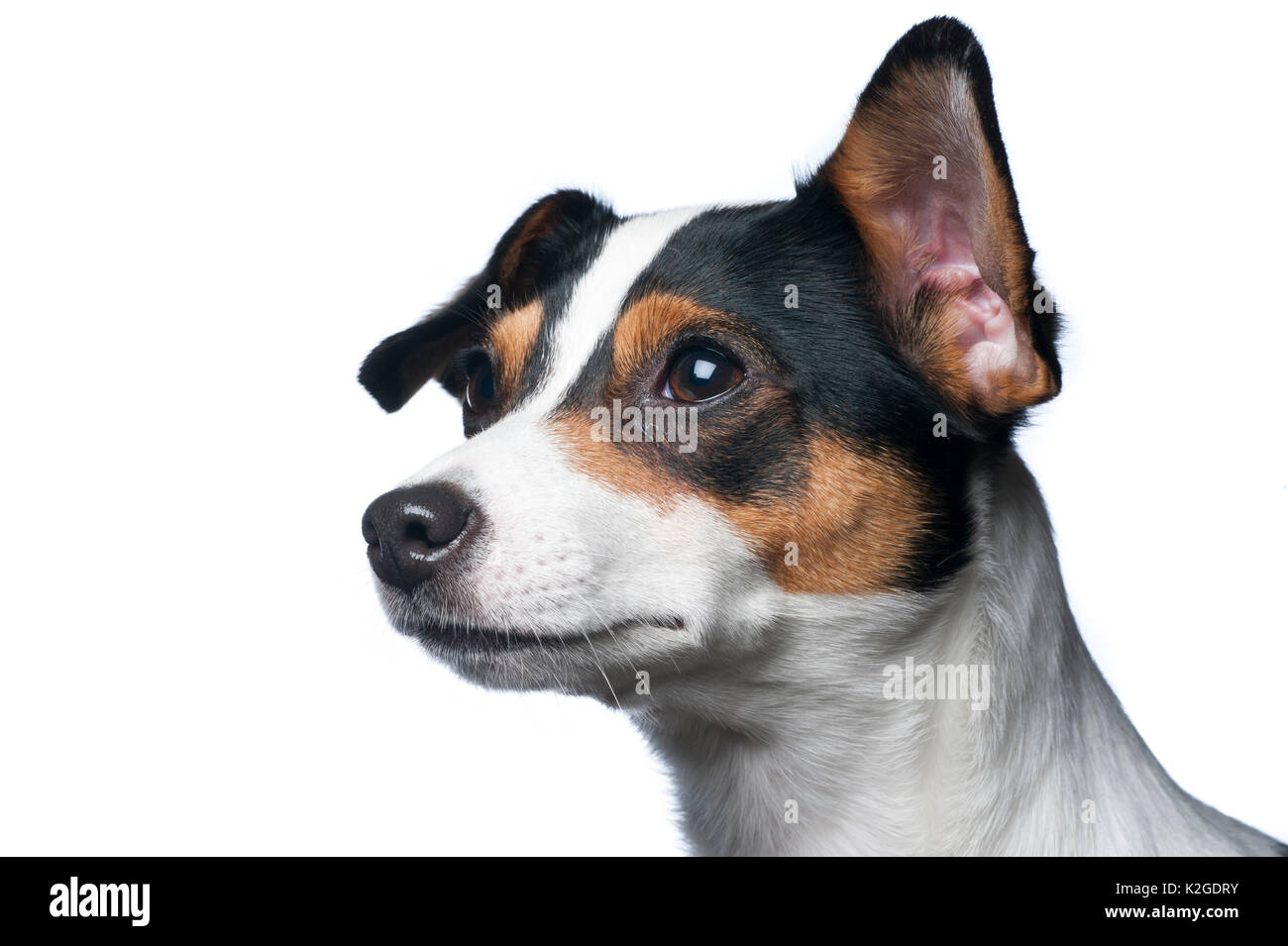 Danois / chien de ferme suédoise, en Finlande. Banque D'Images