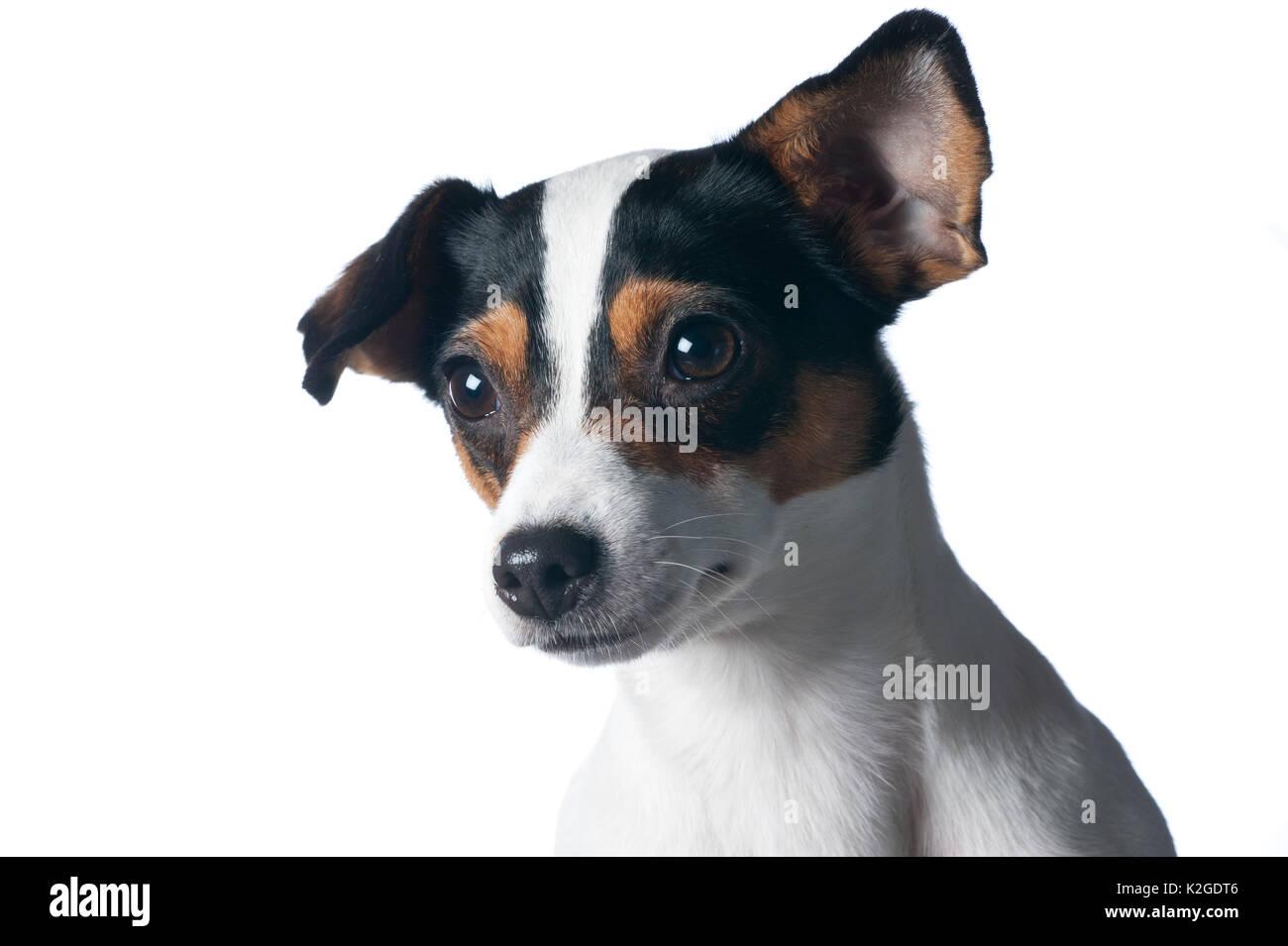 Danois / chien de ferme suédoise, en Finlande. Banque D'Images