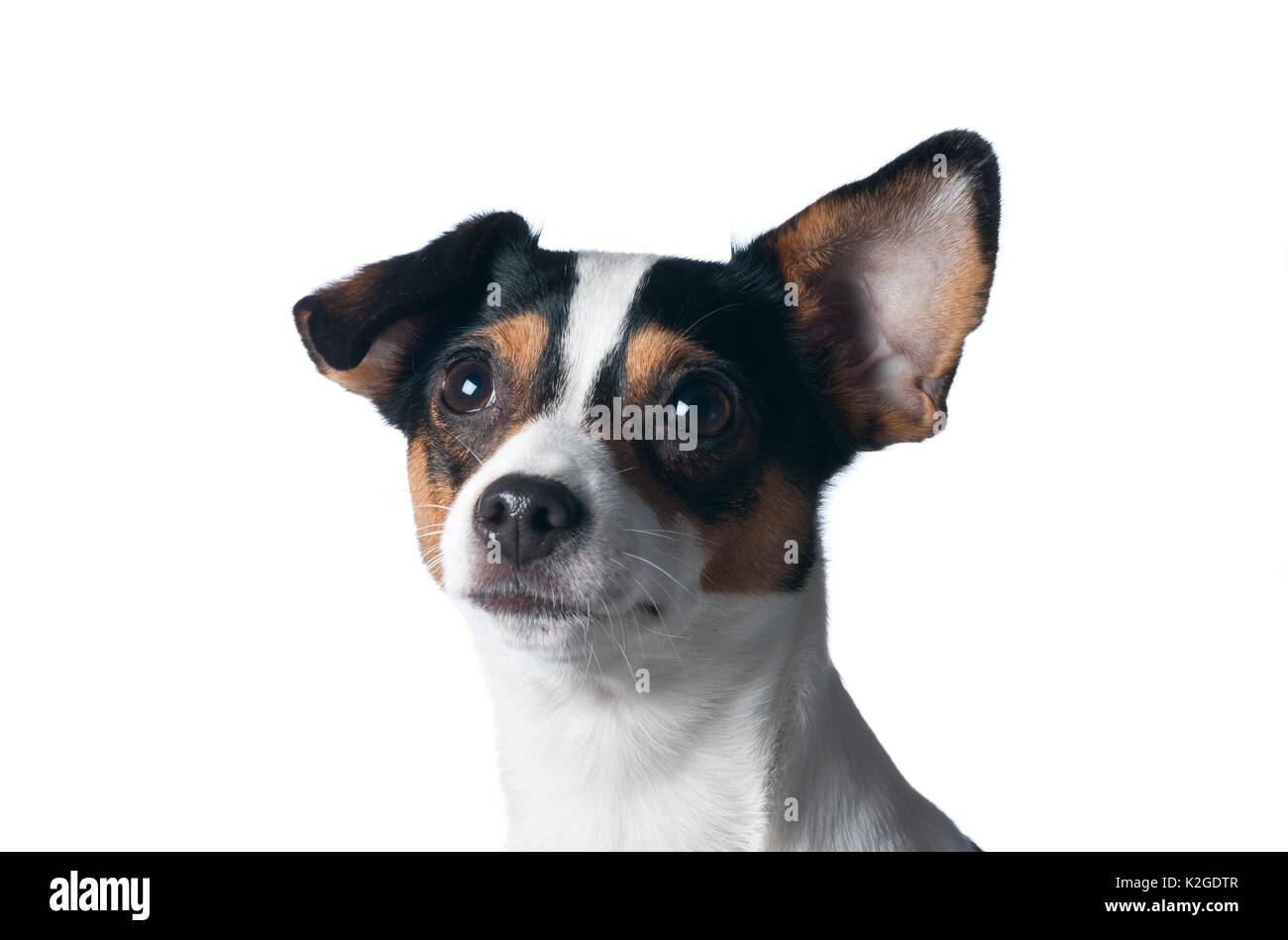 Danois / chien de ferme suédoise, en Finlande. Banque D'Images