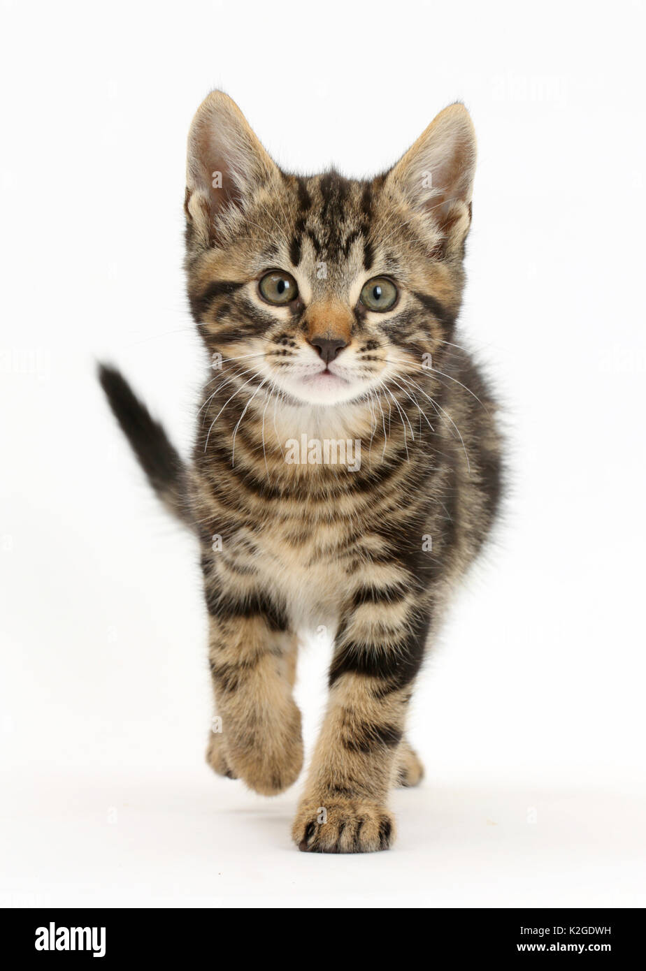 Tabby kitten, aux salissures, 8 semaines, la marche à pied. Banque D'Images