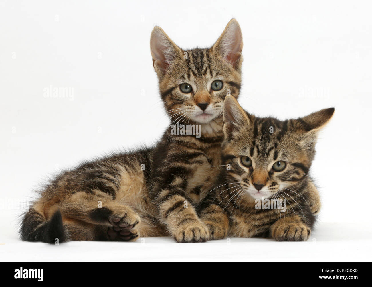 Deux chatons tabby, aux salissures et Picasso, l'âge de 9 semaines. Banque D'Images