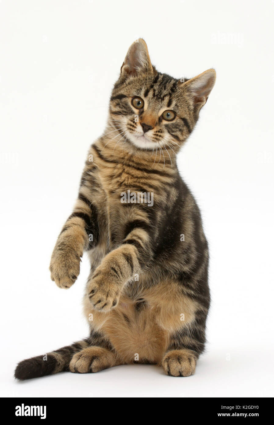 Tabby kitten, aux salissures, l'âge de 3 mois, debout sur les hanches. Banque D'Images