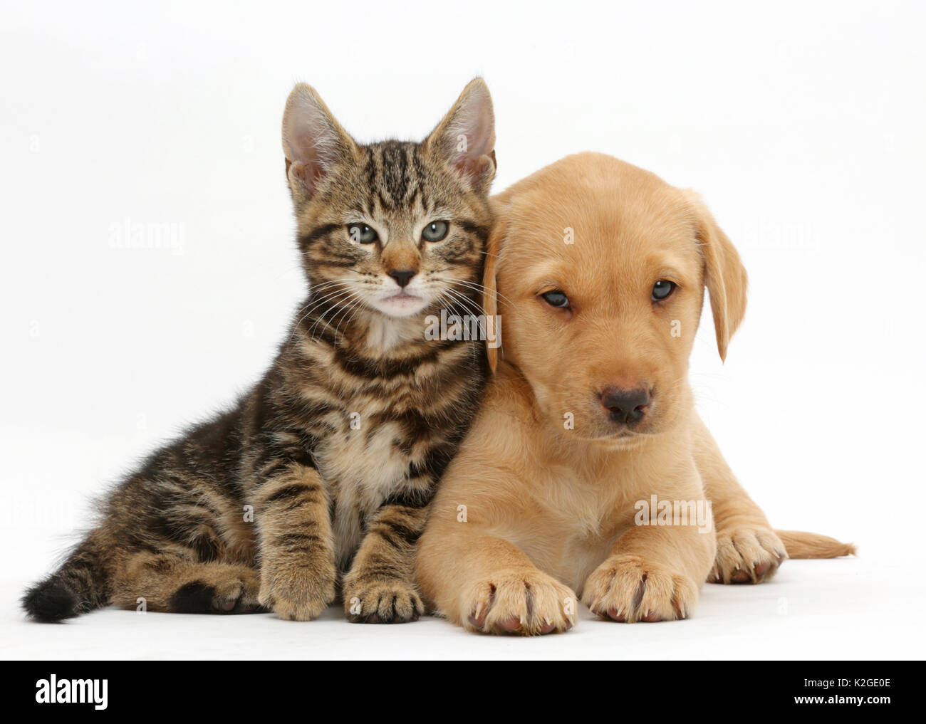 Tabby kitten, Picasso, 9 semaines, avec Yellow labrador, chiot, 8 semaines. Banque D'Images