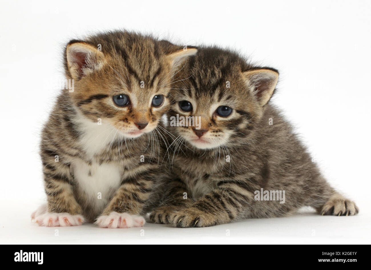 Deux jeunes chatons tabby, 3 semaines. Banque D'Images