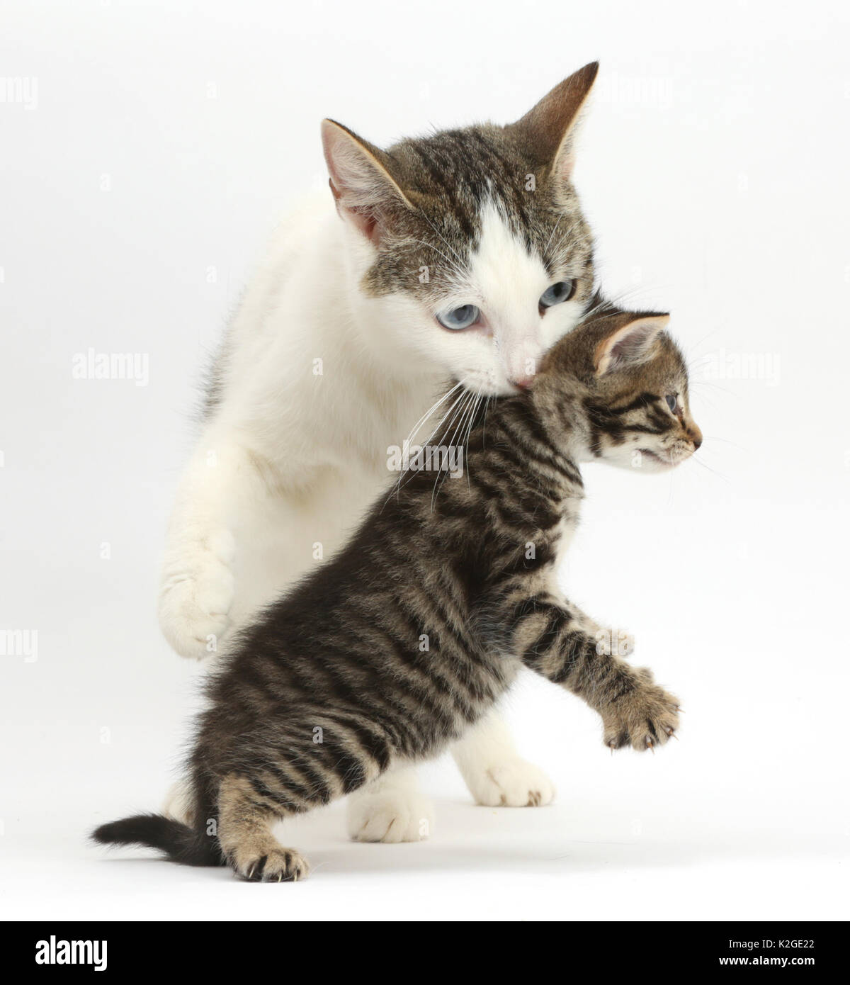 Tabby et blanc, mère de la croix-sibérien chat porteur de son chaton tabby, 4 semaines. Banque D'Images