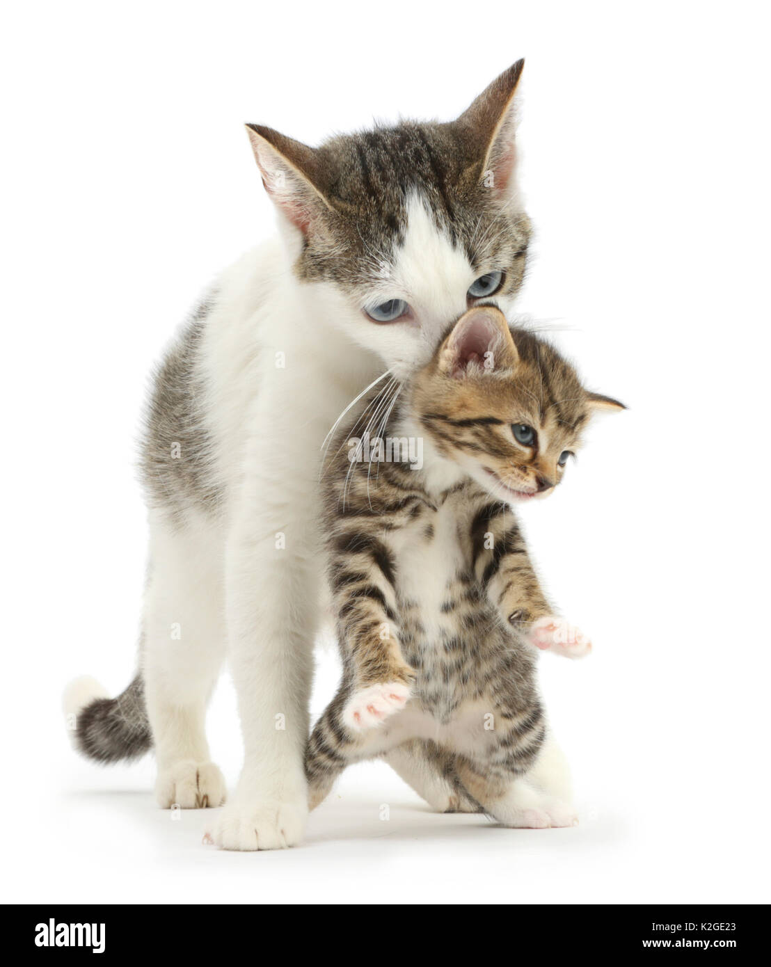 Tabby et blanc, mère de la croix-sibérien chat porteur de son chaton tabby, 4 semaines. Banque D'Images