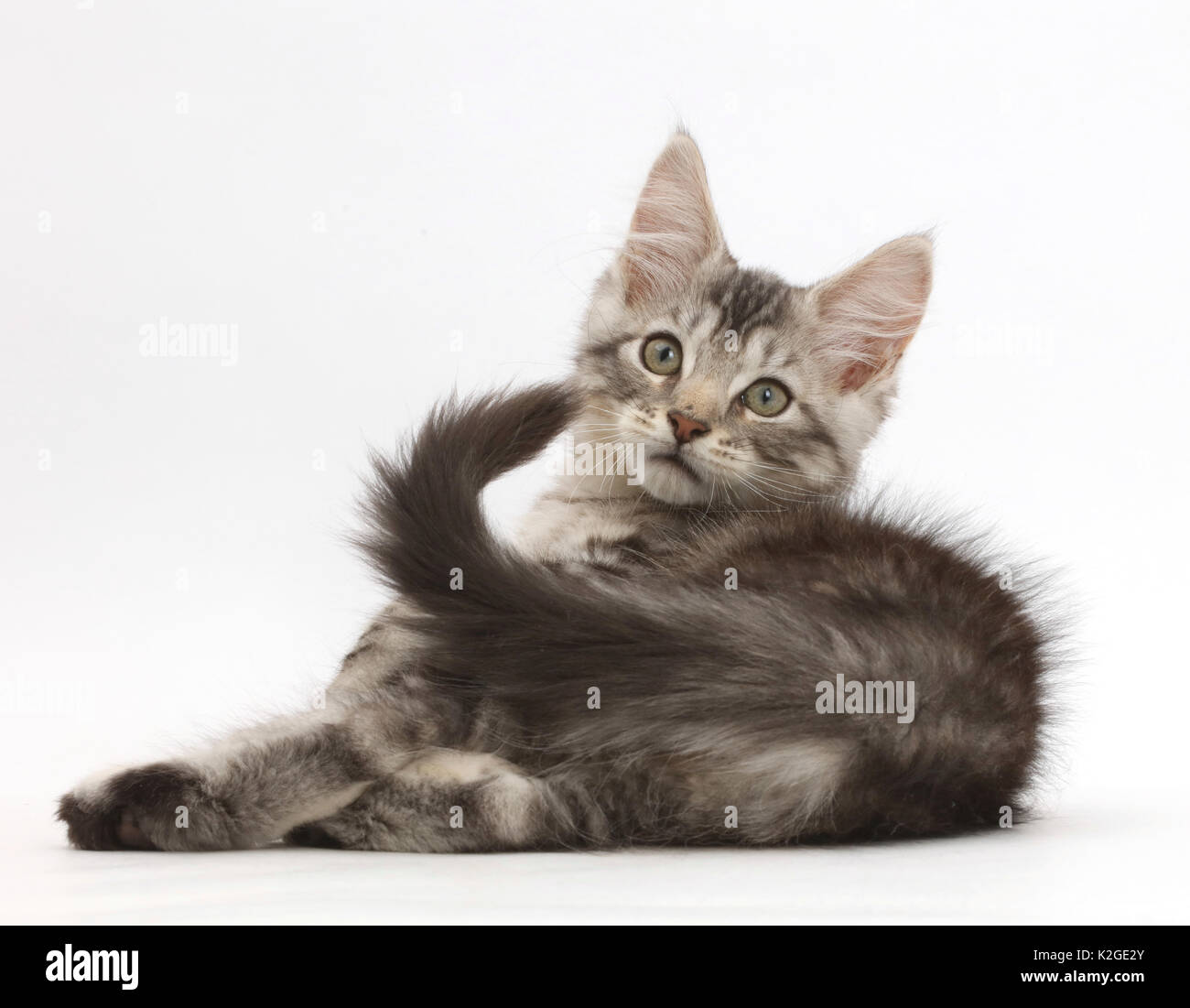 Silver Tabby kitten, Loki, 11 semaines, allongé sur le côté et regardant par-dessus son épaule. Banque D'Images