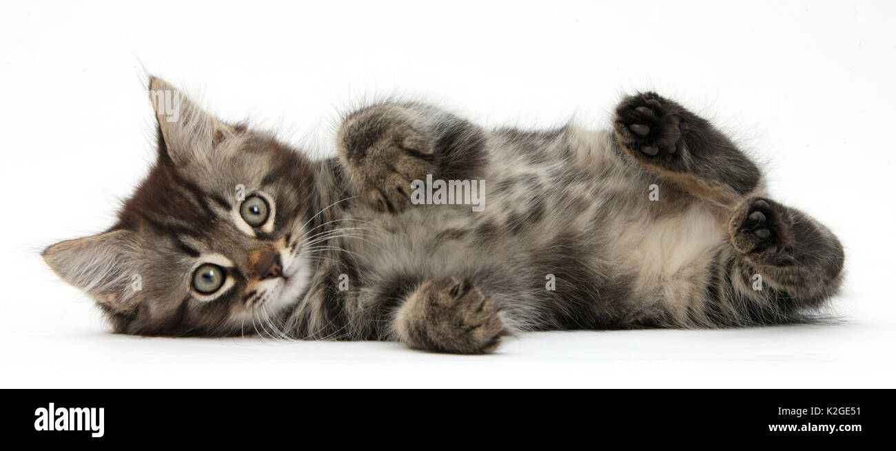 Tabby kitten, Squidge, 10 semaines, allongé sur le côté. Banque D'Images