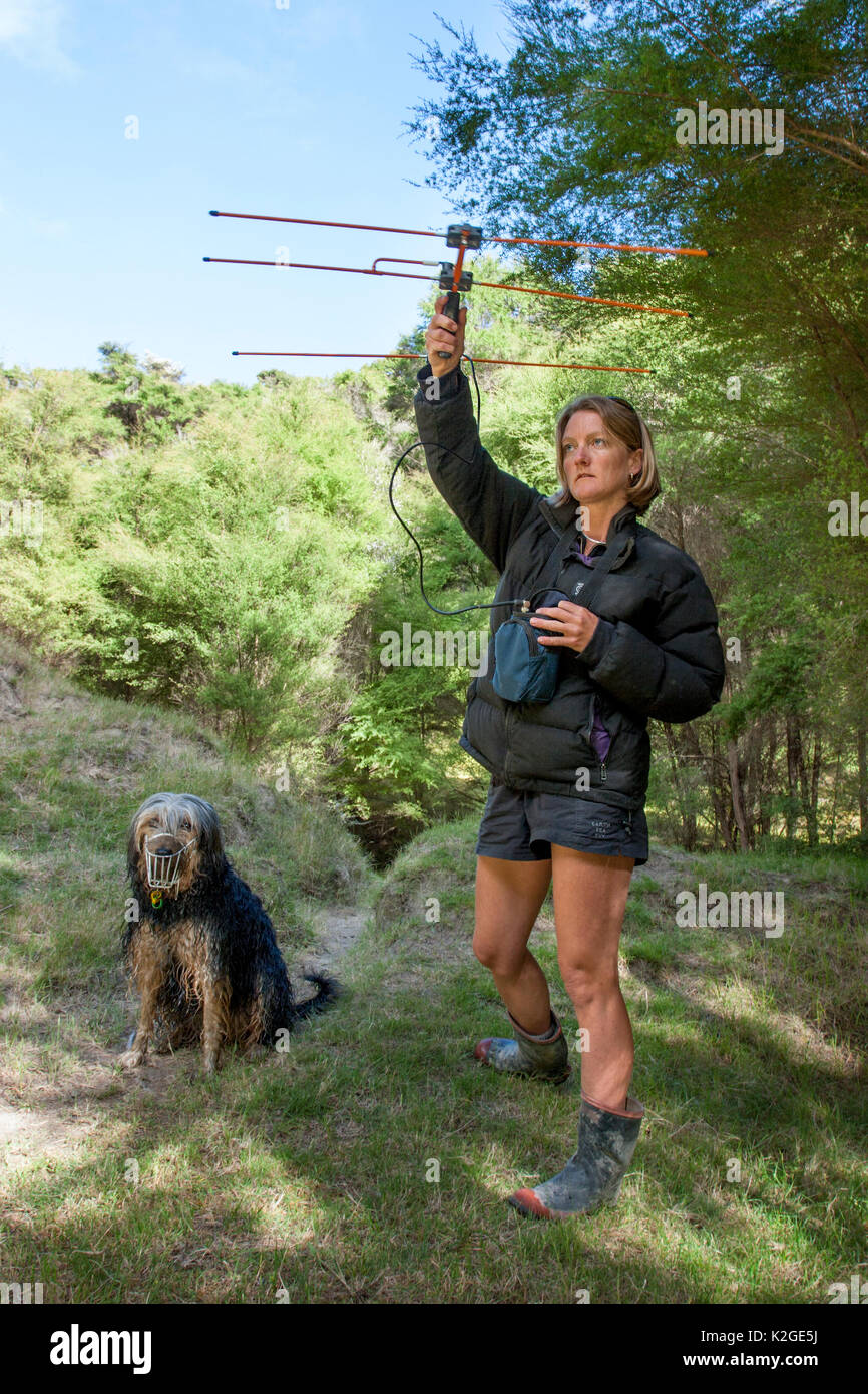 À l'aide de chercheurs de l'équipement radio-télémétrie pour suivre un Northern brown kiwi (Apteryx mantelli) équipé d'un émetteur radio. A côté d'elle se tient un chien formé kiwi-tracking, Cape Kidnappers, Hawkes Bay, Nouvelle-Zélande, novembre 2007. Parution du modèle. Banque D'Images
