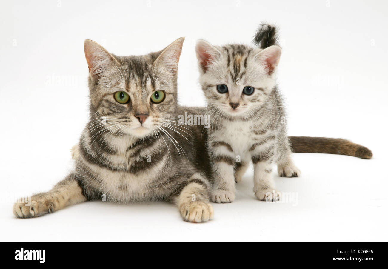 Silver Tabby cat avec chaton. Banque D'Images