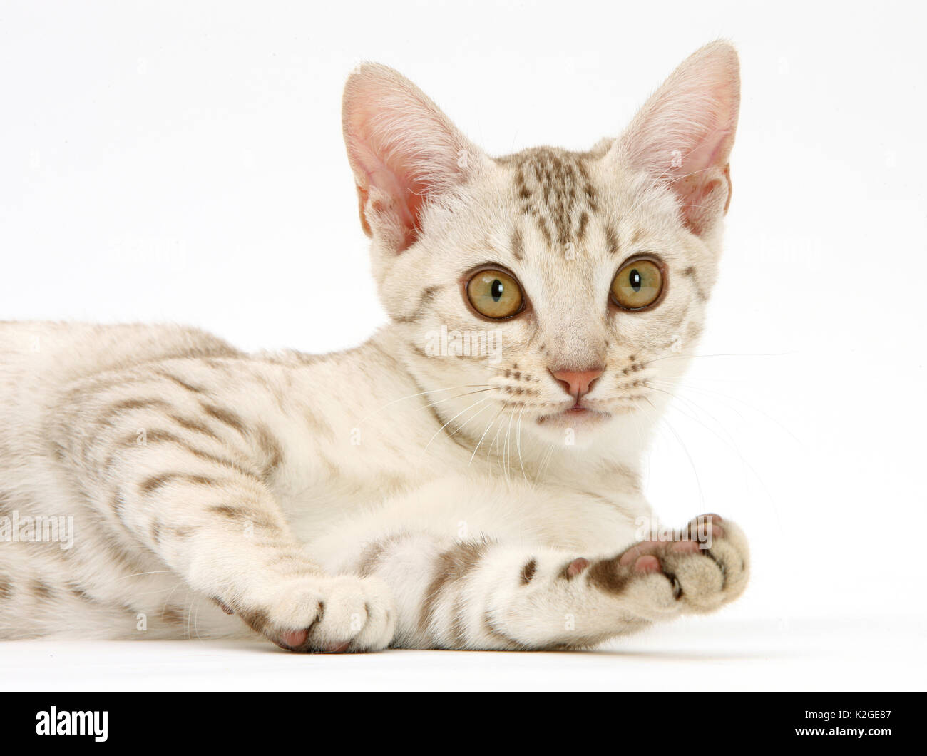 Ocicat chaton portrait. Banque D'Images