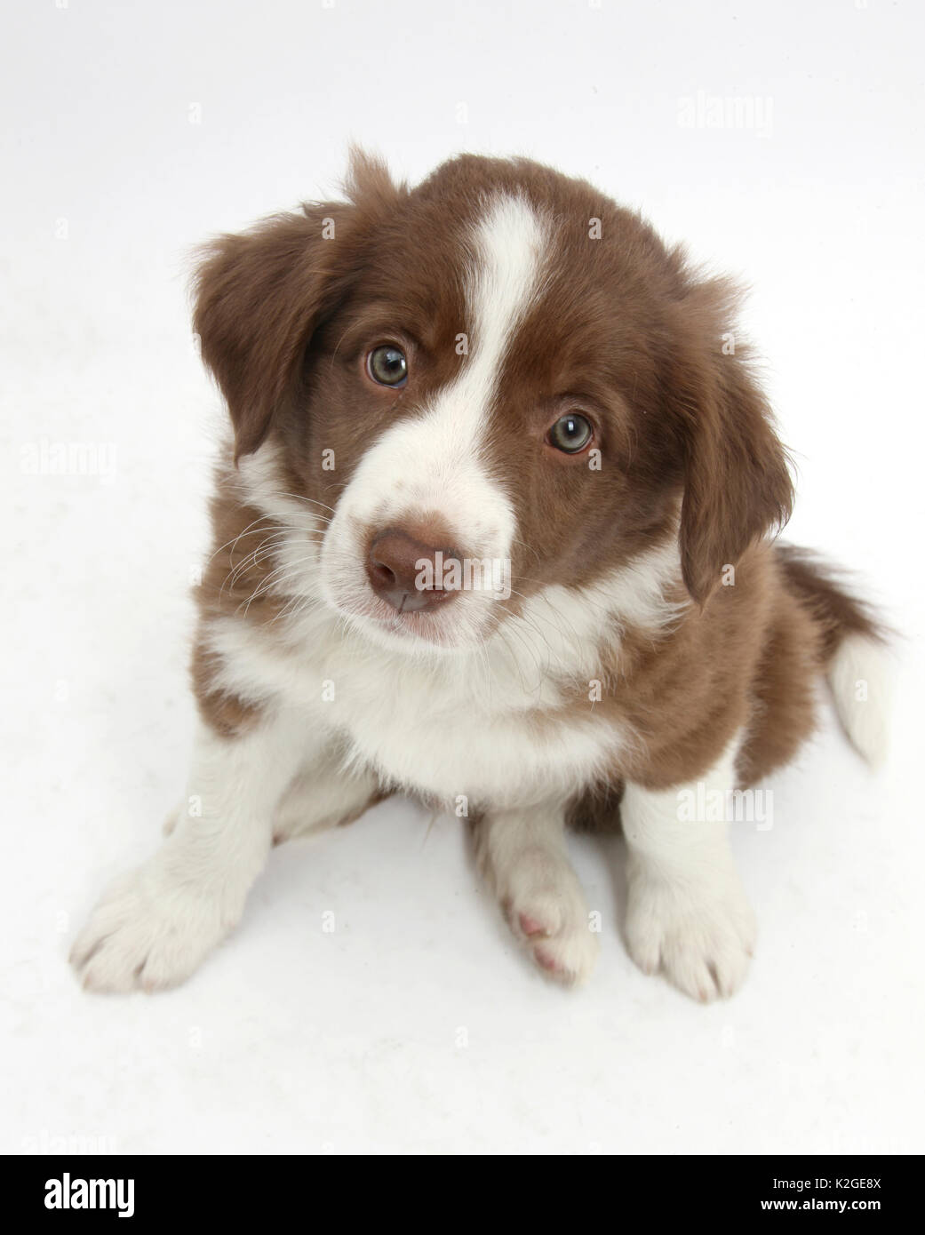 Chocolate border collie puppy Banque de photographies et d'images à haute  résolution - Alamy