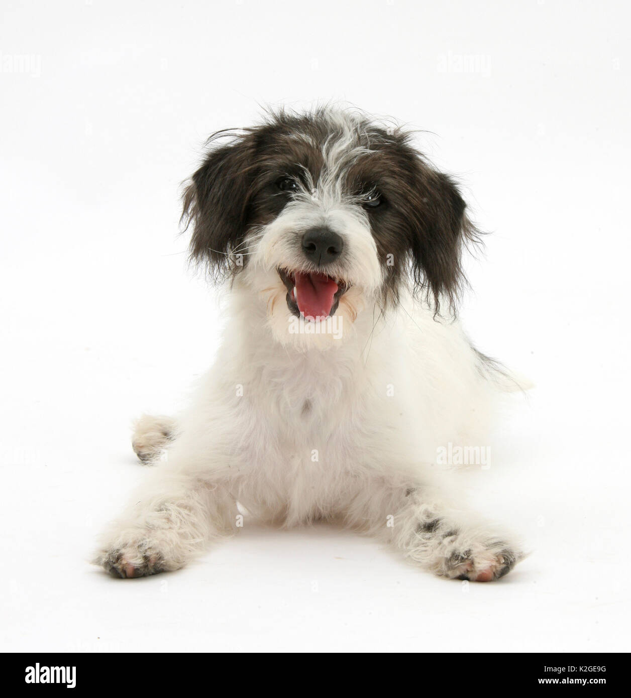 Noir et blanc de Jack-a-Poo, Jack Russell chiot caniche croisée, Banque D'Images