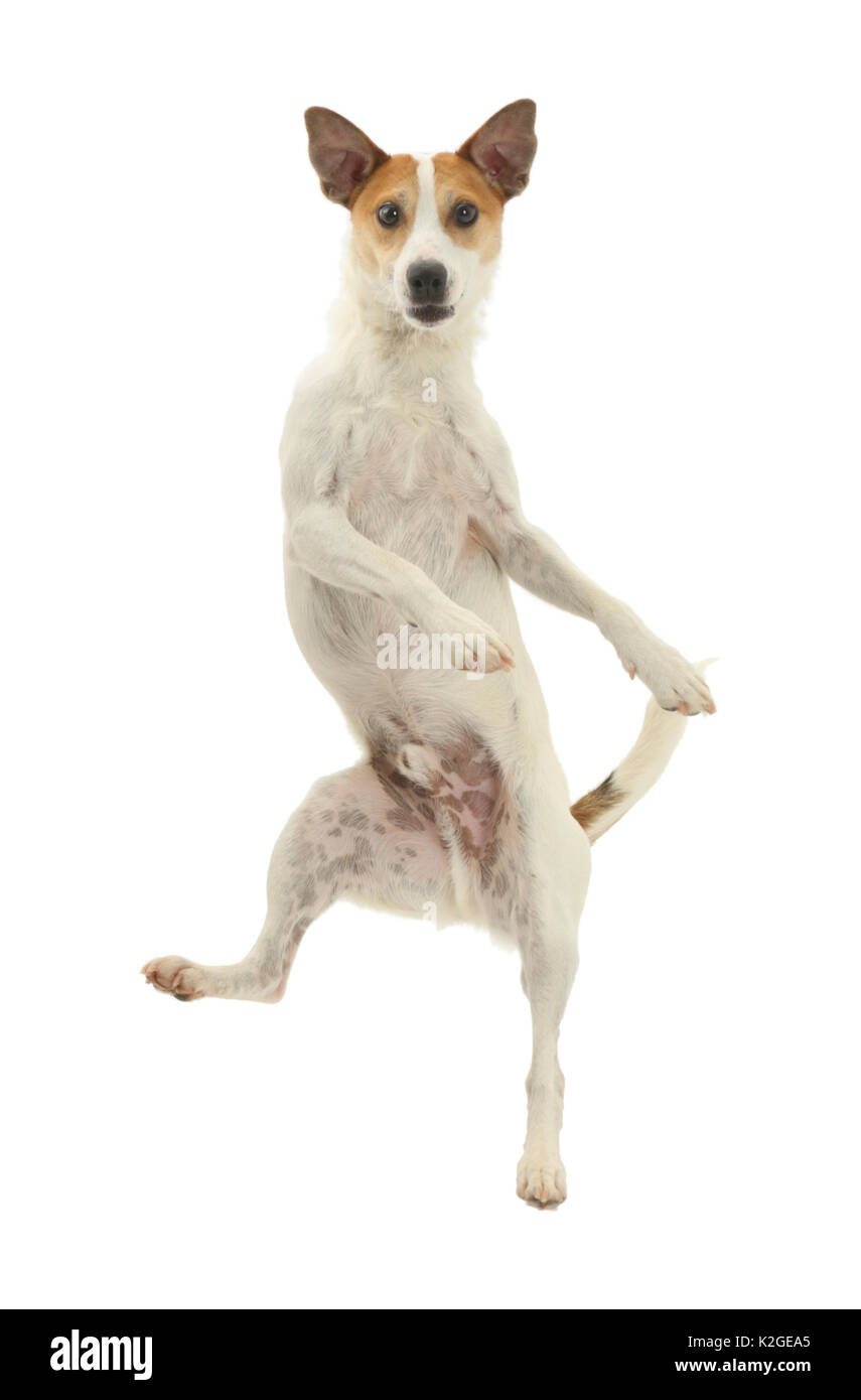 Jack Russell Terrier, Milo, l'âge de 5 ans, sautant haut dans l'air. Banque D'Images