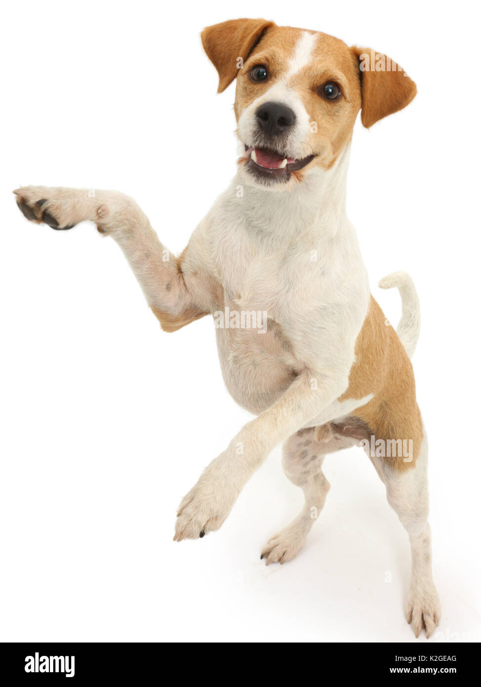Jack Russell Terrier, Bobby, debout sur ses pattes. Banque D'Images