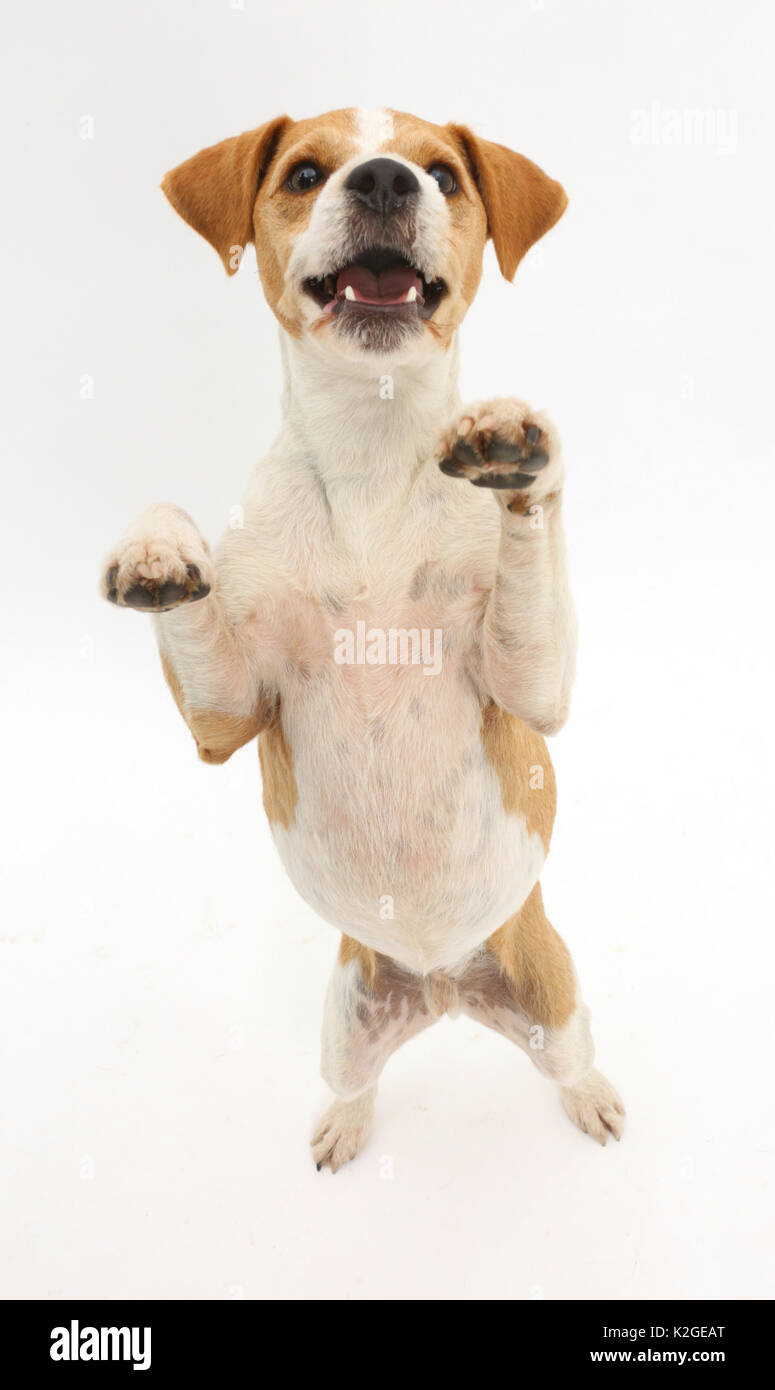 Jack Russell Terrier, Bobby, debout sur ses pattes. Banque D'Images