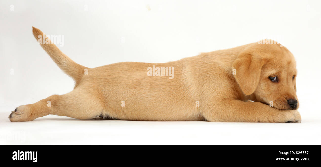 Chiot labrador retriever jaune l'âge de 8 semaines, le mensonge étendit avec chin sur pattes. Banque D'Images