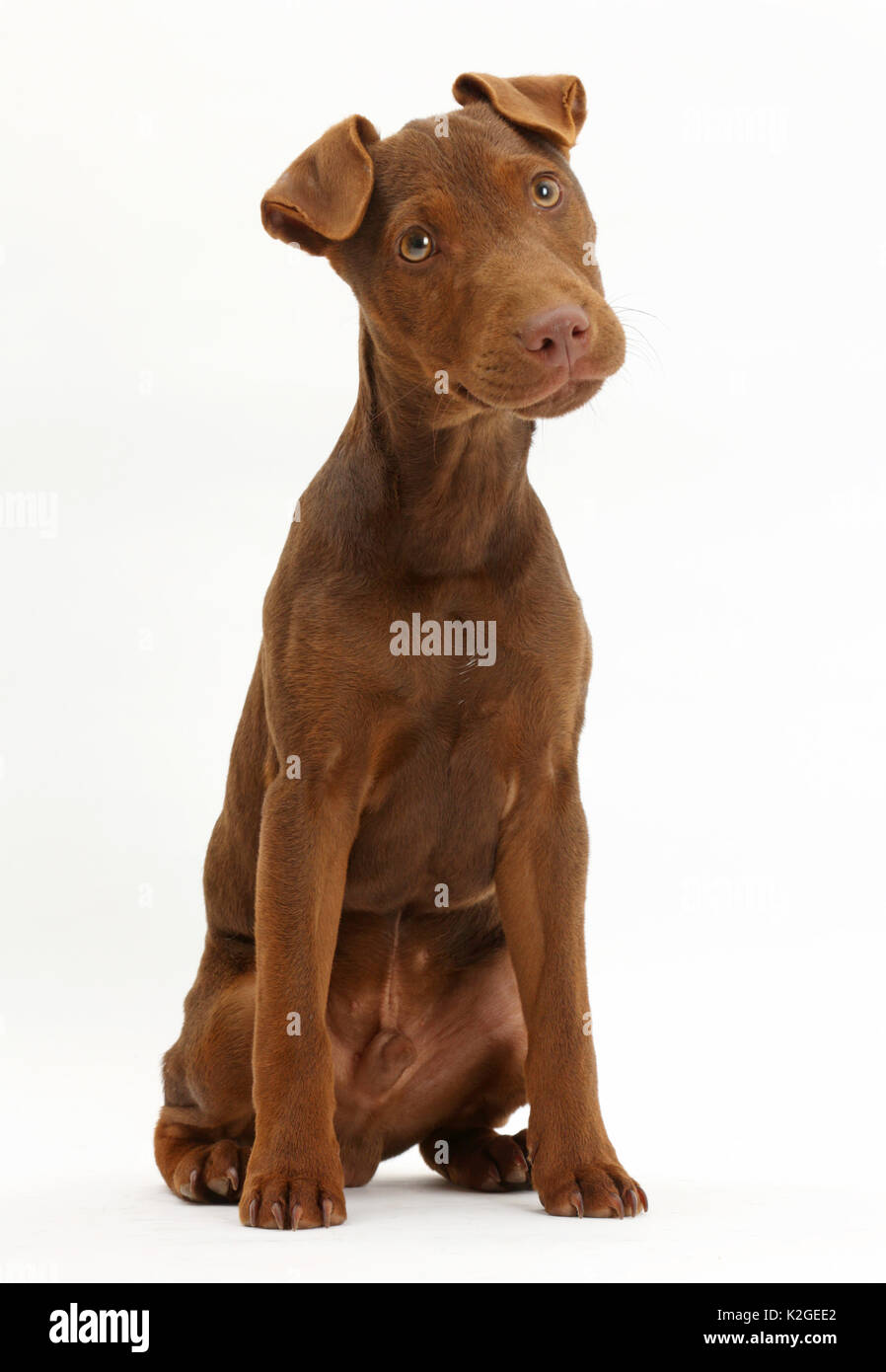 Patterdale terrier dog puppy, Korka, l'âge de 4 mois. Banque D'Images