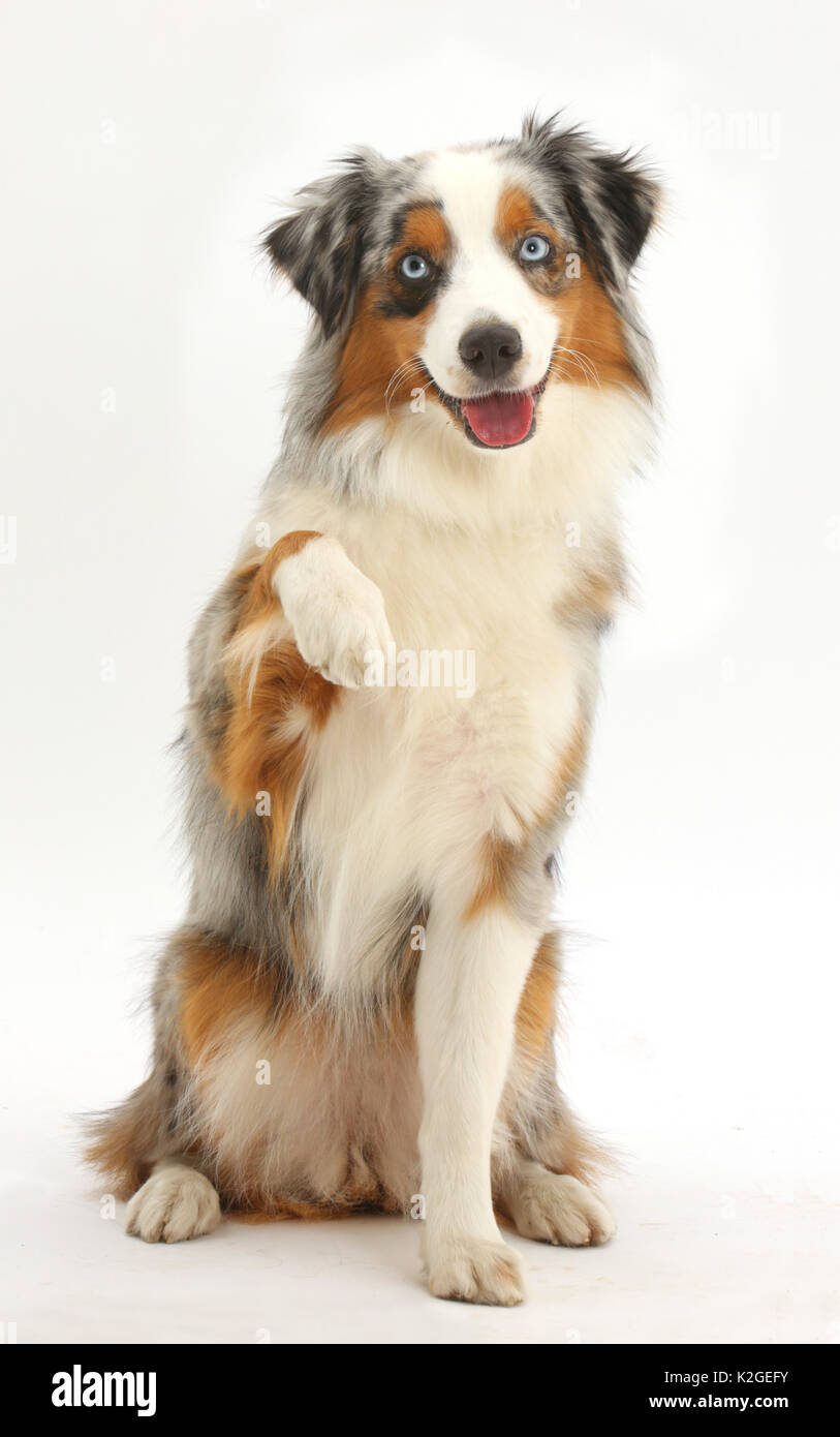 sable australian shepherd