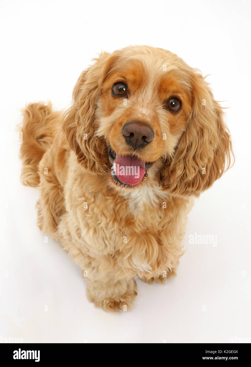 Chien Cocker Golden, Henry, l'âge de 3 ans, à la recherche. Banque D'Images