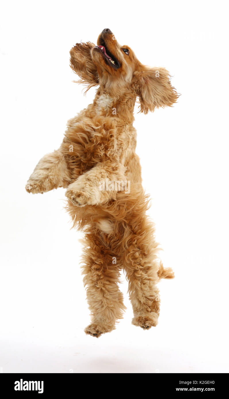 Chien Cocker Golden, Henry, l'âge de 3 ans, le saut vers le haut. Banque D'Images Chien Cocker Golden, Henry, l'âge de 3 ans, le saut vers le haut. Banque D'Images