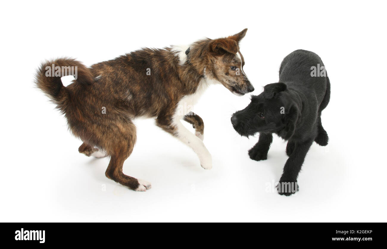 Croix Collie dog Brec, avec plumes soulevées, montrant l'affirmation plus de chiot noir. Banque D'Images