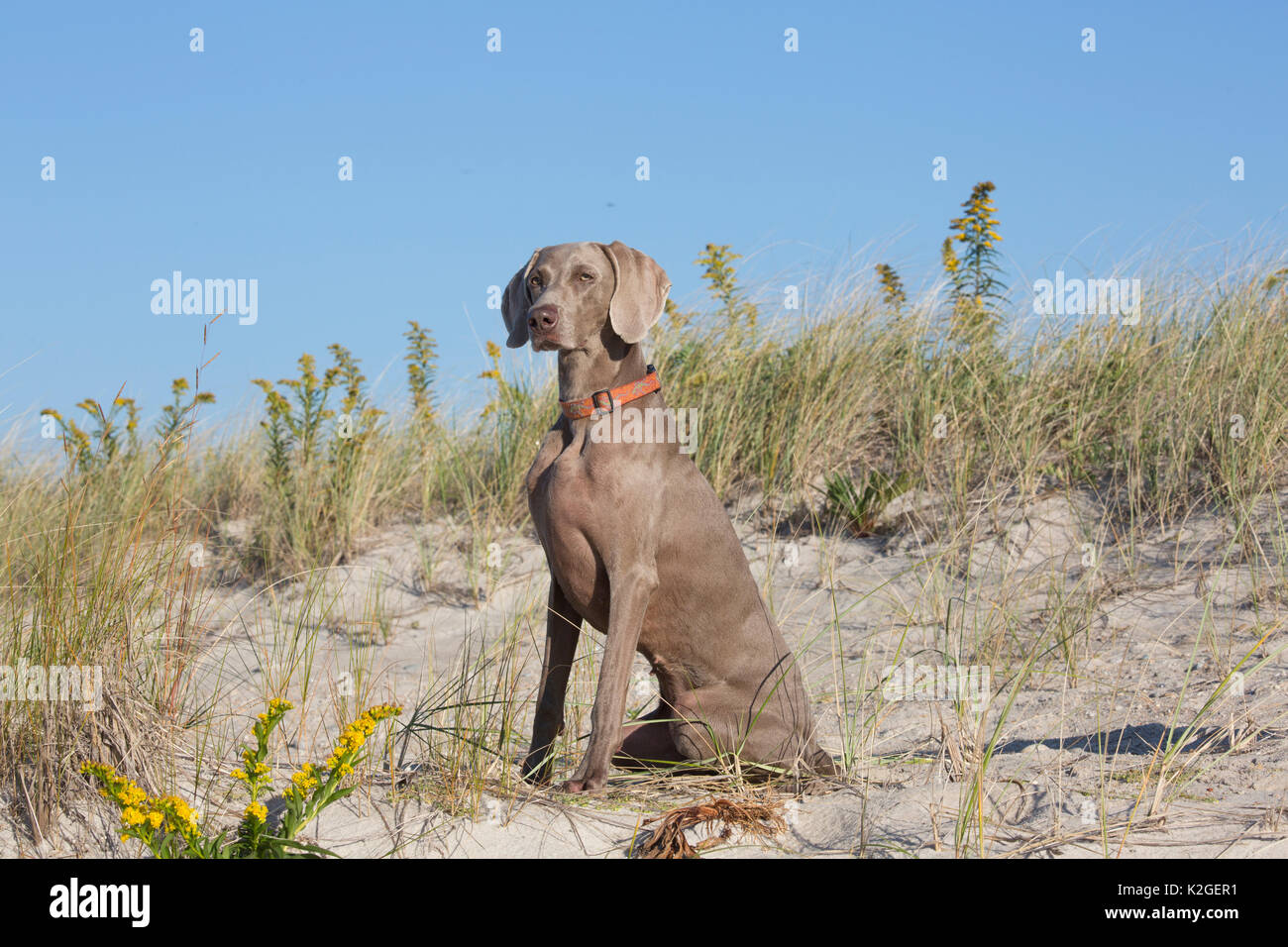 Le Braque sur beach dune, Waterford, Connecticut, USA Banque D'Images