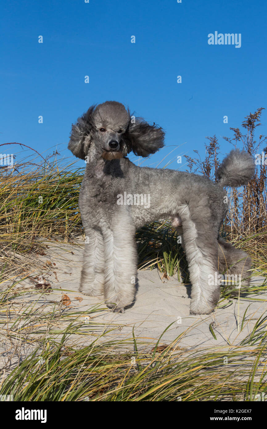 Le caniche standard beach dune, Waterford, Connecticut, USA Banque D'Images